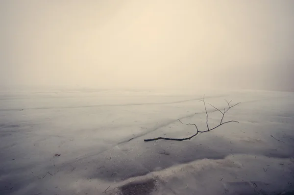 Pobočka na zamrzlém jezeře — Stock fotografie