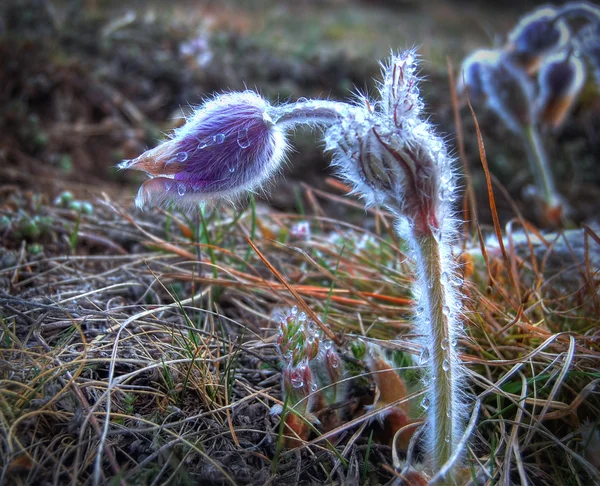 Flora.