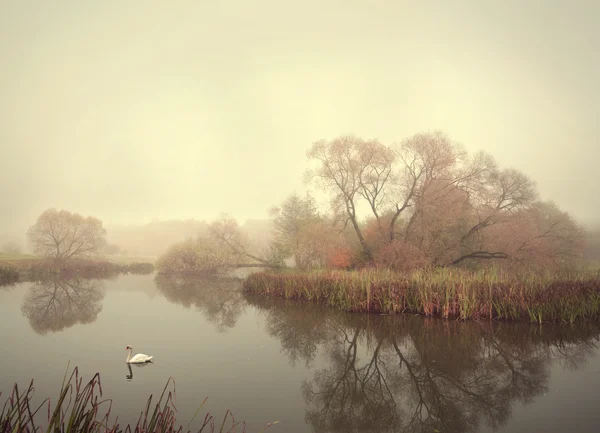 Nebel und der Schwan — Stockfoto