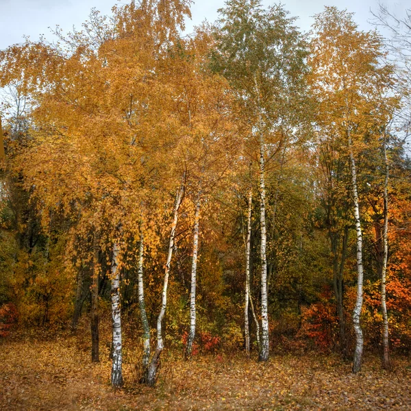 Береза в красивом осеннем лесу — стоковое фото