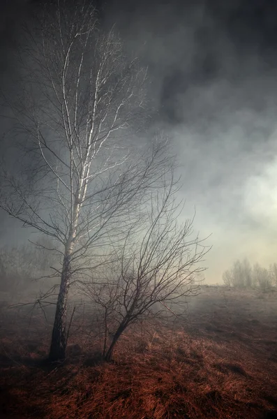 Abedul en el humo — Foto de Stock