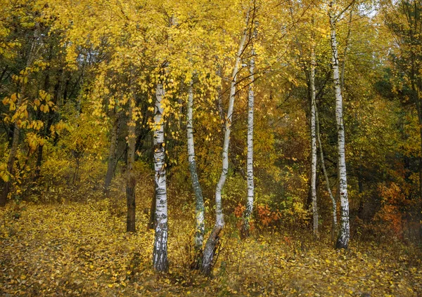 Birch in beautiful autumn forest — Stock Photo, Image