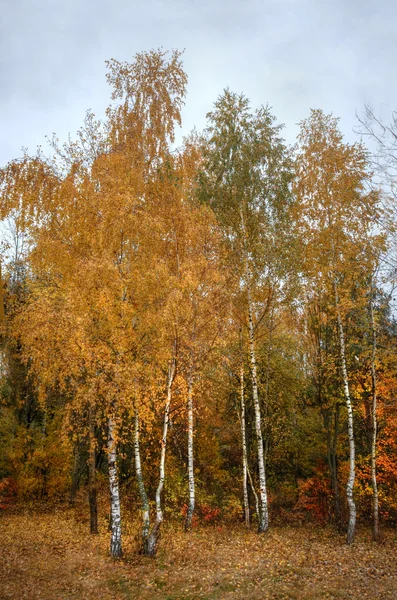 Brzoza w pięknym lesie jesień — Zdjęcie stockowe