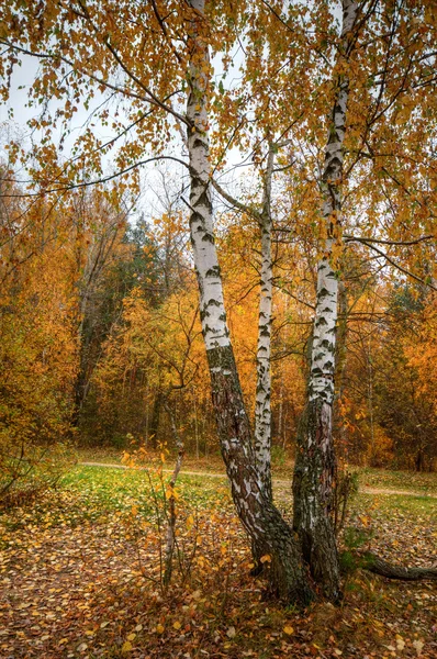 Береза в красивом осеннем лесу — стоковое фото