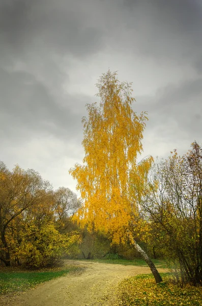 Renkli bir sonbahar huş ağacı koru Stok Fotoğraf