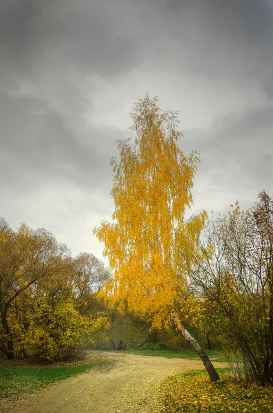 Березовий гай в барвисту осінь Стокове Фото