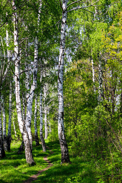 Beautiful spring birch grove