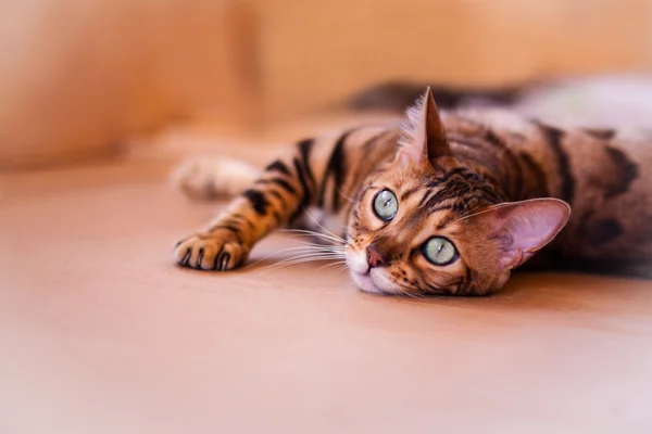 Bengalisk katt Stockbild