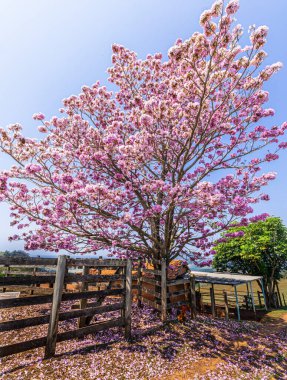 Pembe çiçekli bir ağaç. 