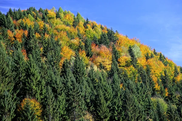 Autumn forest — Stock Photo, Image