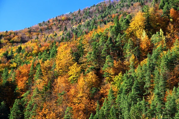 Autumn forest — Stock Photo, Image