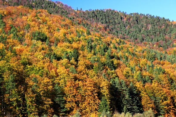 Autumn forest — Stock Photo, Image