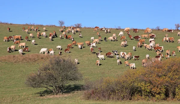 Cows on meadow — Stock Photo, Image