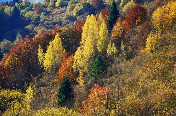 Floresta de outono — Fotografia de Stock