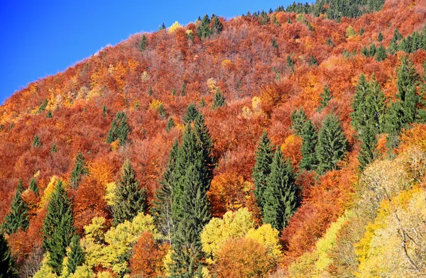 Autumn forest — Stock Photo, Image