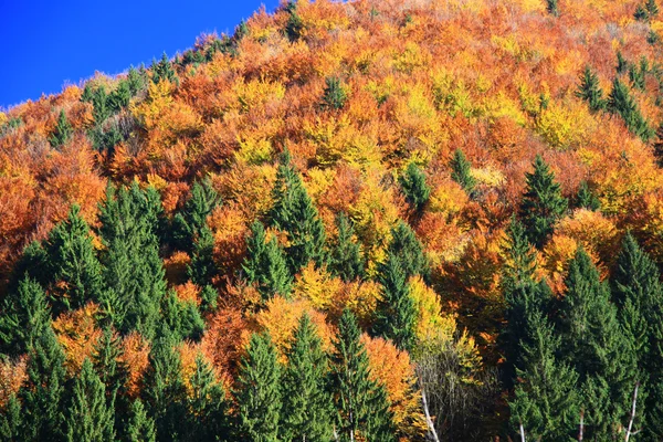 Floresta de outono — Fotografia de Stock