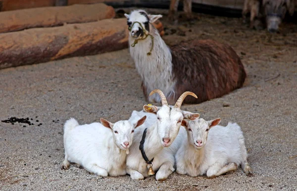 Lama & keçi — Stok fotoğraf