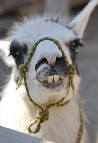 Lama on farm — Stock Photo, Image