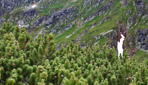 Scrub in Low Tatras — Stock Photo, Image