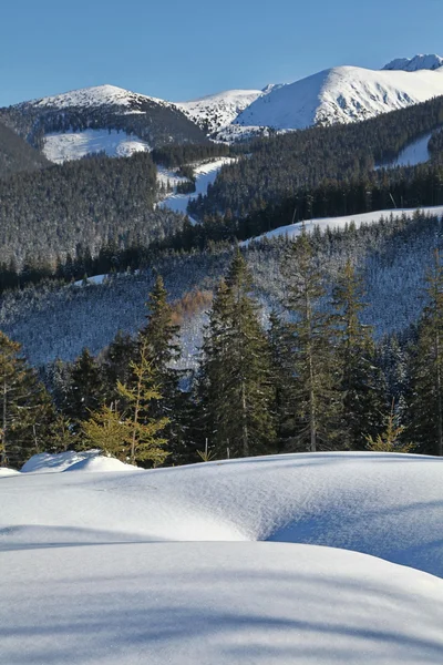 Floresta de Inverno — Fotografia de Stock