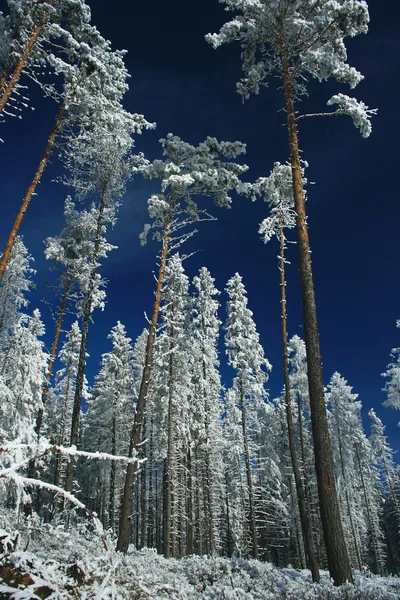 Winter bomen — Stockfoto