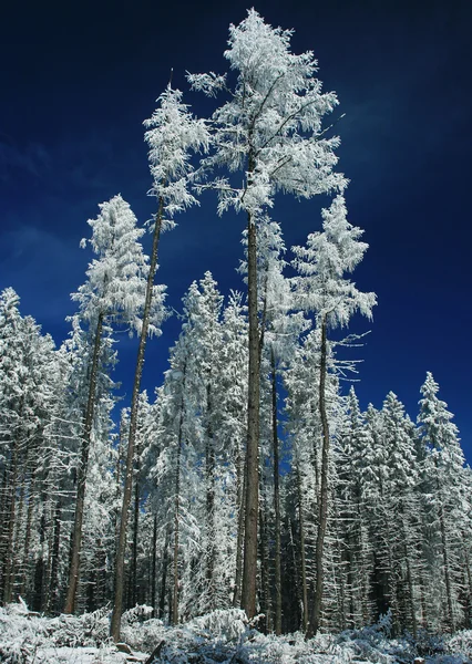 Winter trees — Stock Photo, Image