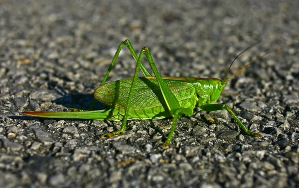 Grön gräshoppa — Stockfoto