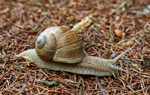 Grote Huisjesslak — Stockfoto