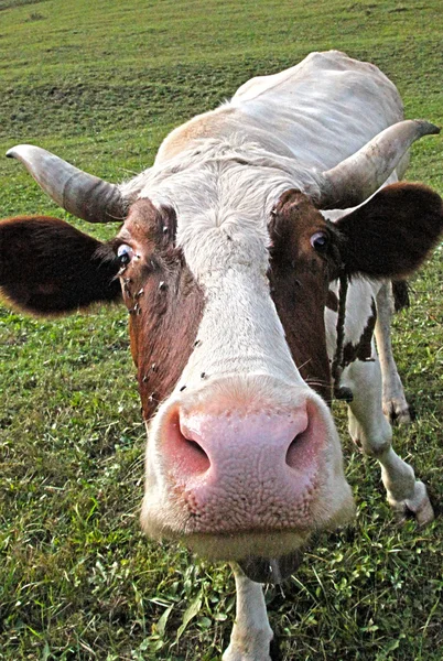 Curious cow — Stock Photo, Image