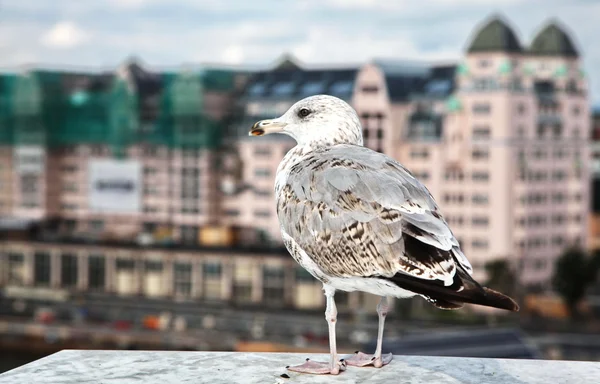 Oslo stad — Stockfoto