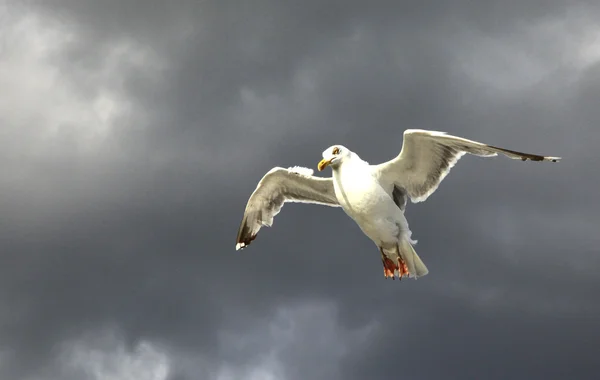 Meeuw — Stockfoto