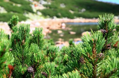 Skalnate pleso