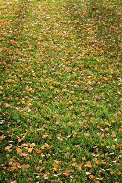 Podzimní park v zvolen, Slovensko — Stock fotografie