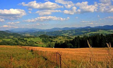orava doğada