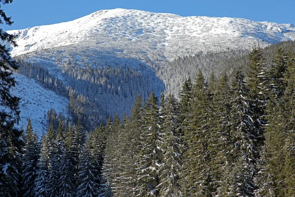 Orman vrbicke pleso yakınındaki