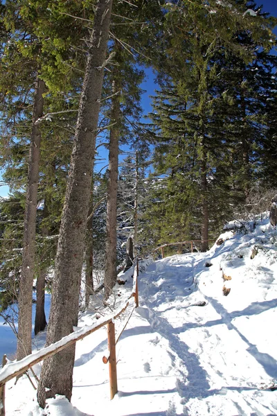 Vrbicke pleso — Stok fotoğraf