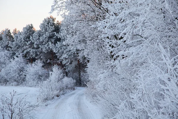 Winter trees — Stock Photo, Image