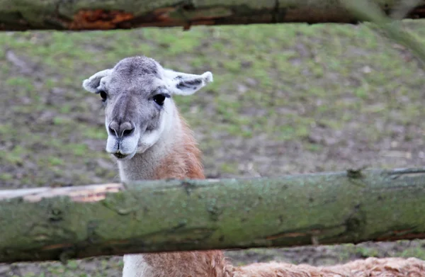 Lama in zoo Praag — Stockfoto