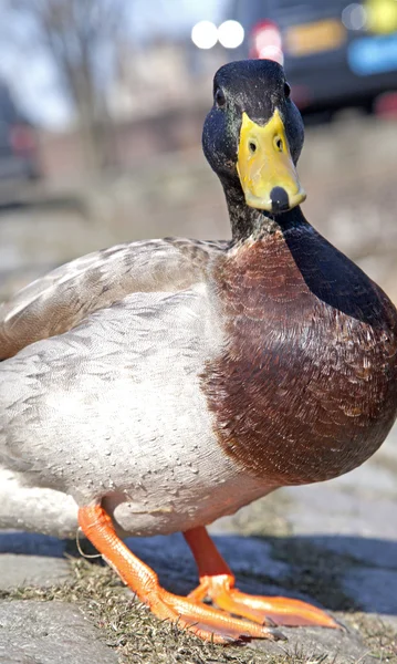 Dzika Kaczka w Amsterdamie — Zdjęcie stockowe