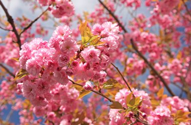 Bahar - çiçekli ağaç