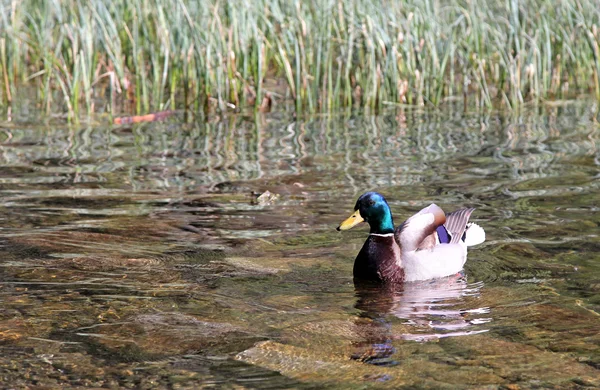 Wilde eend op tarn vrbicke pleso — Stockfoto