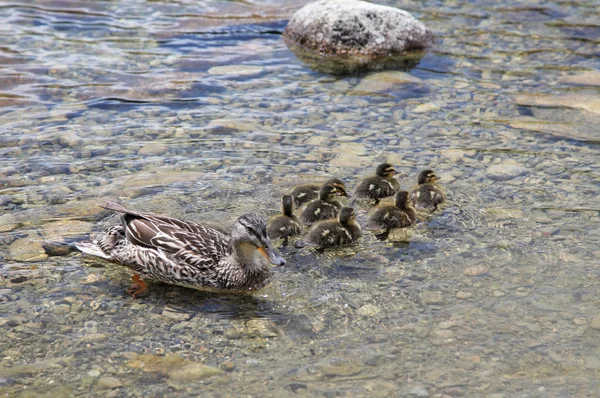 Dzika Kaczka na tarn vrbicke pleso — Zdjęcie stockowe