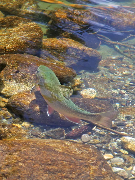 Pescado en tarn Vrbicke pleso — Foto de Stock