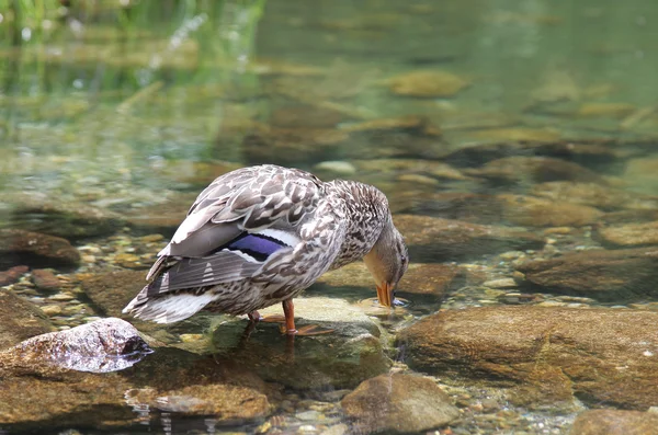 Anatra selvatica sul tarn Vrbicke pleso — Foto Stock