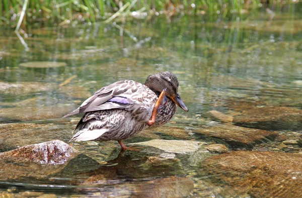 タルン vrbicke pleso に野生のアヒル — ストック写真