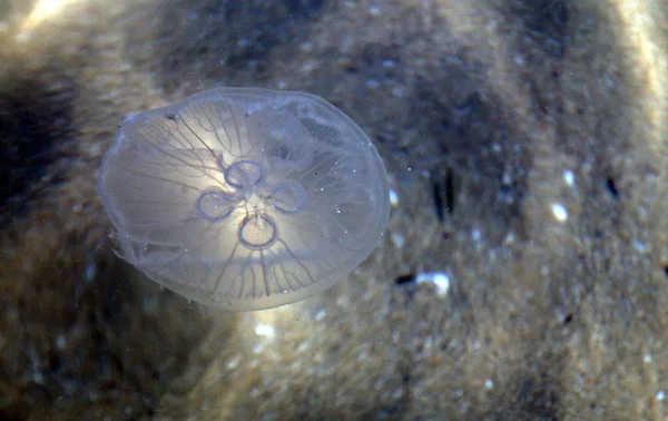 Jellyfish in sea — Stock Photo, Image