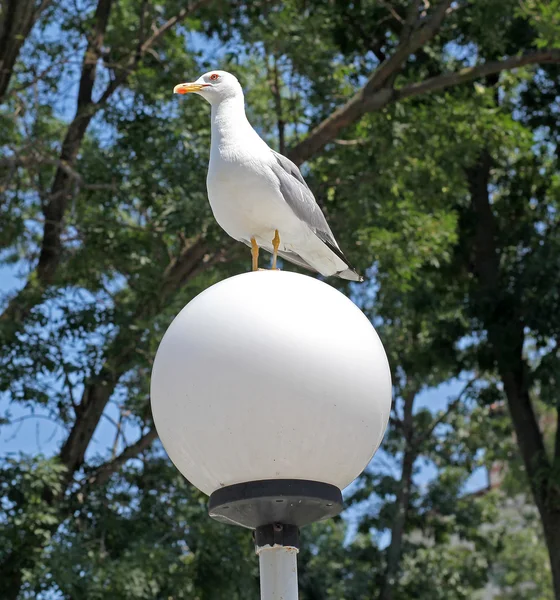 Seagull op lamp — Stockfoto