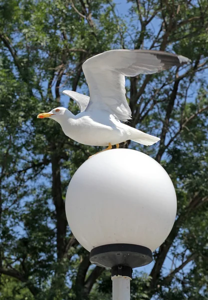 Seagull op lamp — Stockfoto