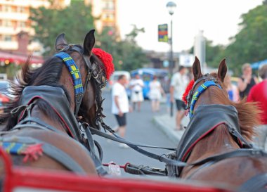 at arabası görüntülemek