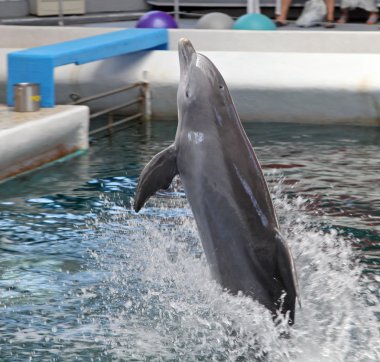 Yunuslar dolphinarium